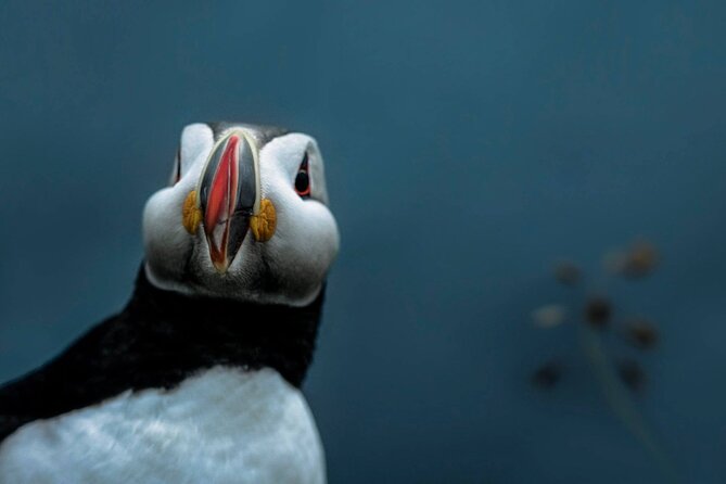 South Coast Sagas: Small Group Tour with Pick-up from Reykjavik - What $172.41 buys you