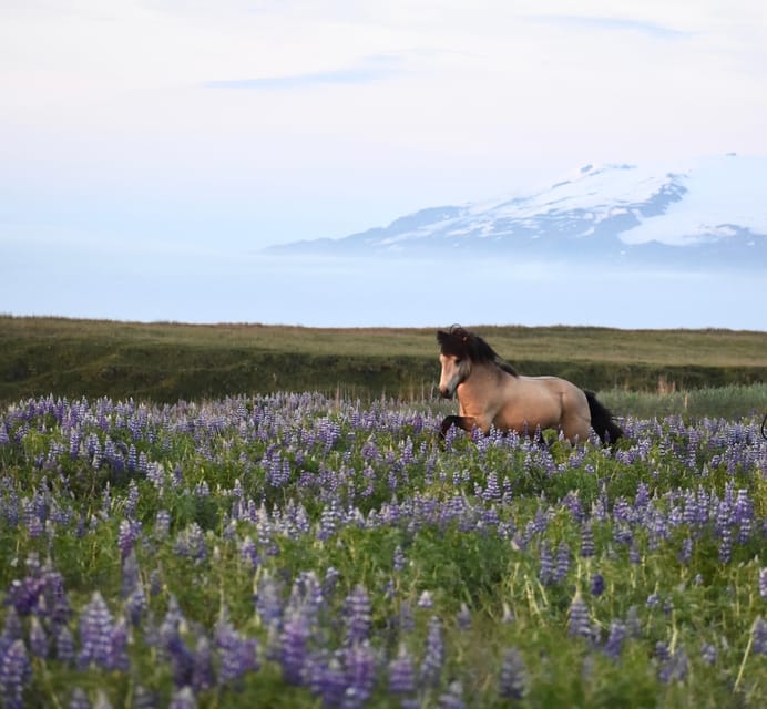 southern Iceland: Black beach riding tour - Riding from Grímsstaðir to the black-sand coast