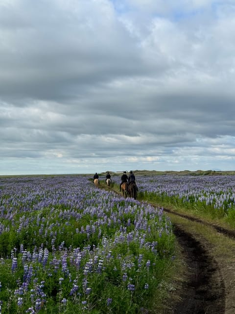 southern Iceland: Black beach riding tour - What the Icelandic horse adds