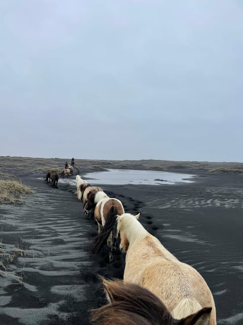 southern Iceland: Black beach riding tour - Is $194 a fair price?