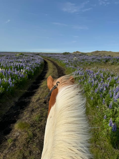 southern Iceland: Black beach riding tour - Should you book the Black Beach Riding Tour?