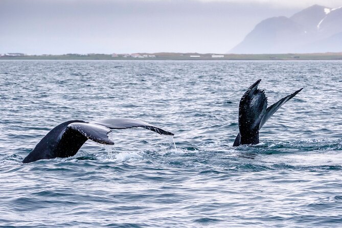 Speedboat Whale Watching Small-Group Tour in Reykjavik - Seeing Reykjavik from the water