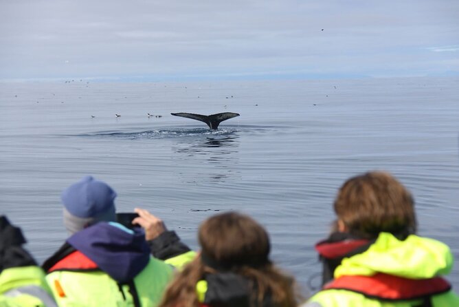 Speedboat Whale Watching Small-Group Tour in Reykjavik - The guides and the style of interpretation