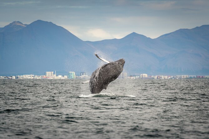 Speedboat Whale Watching Small-Group Tour in Reykjavik - What the two-hour duration really gives you