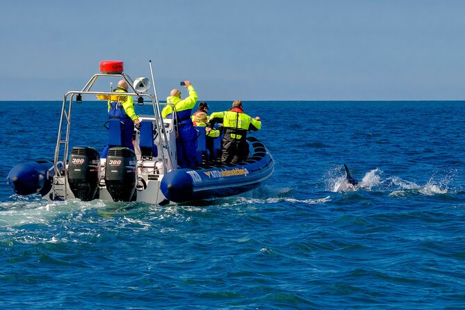 Speedboat Whale Watching Small-Group Tour in Reykjavik - Comfort, safety, and who should skip it