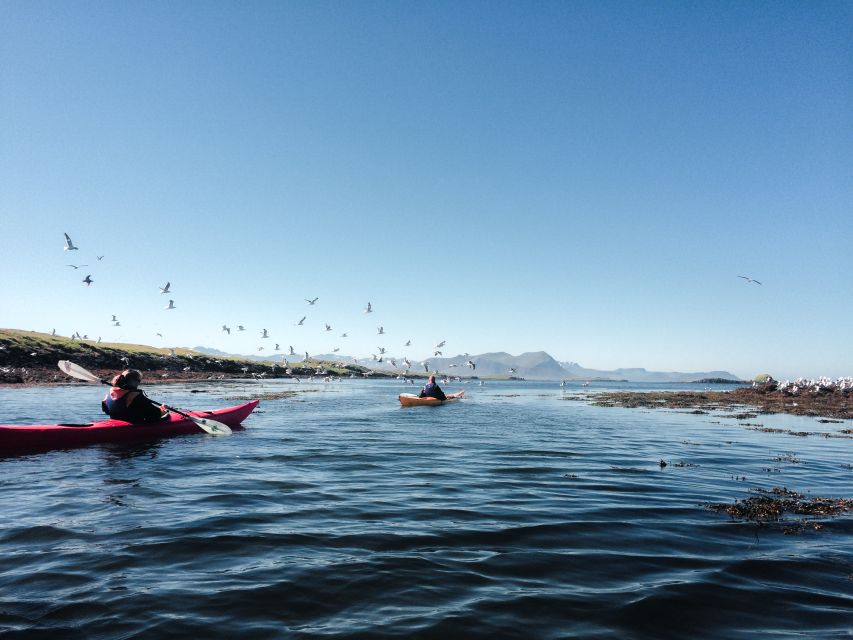 Stykkishólmur: 2-Hour Sea Kayak Tour - Landey and the culture of eiderdown