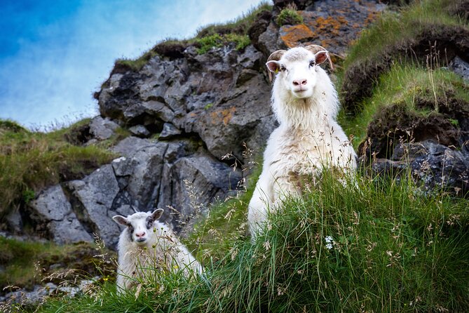 The Best of Vestmannaeyjar with Ebbi - Why this short Heimaey tour works well