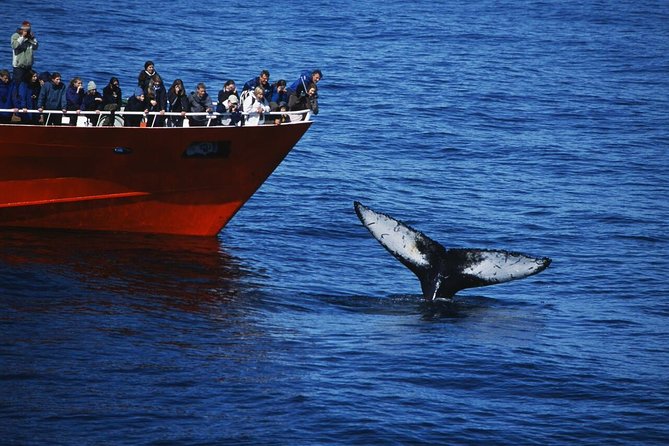 The Original Classic Whale Watching from Reykjavik - Key points before you book