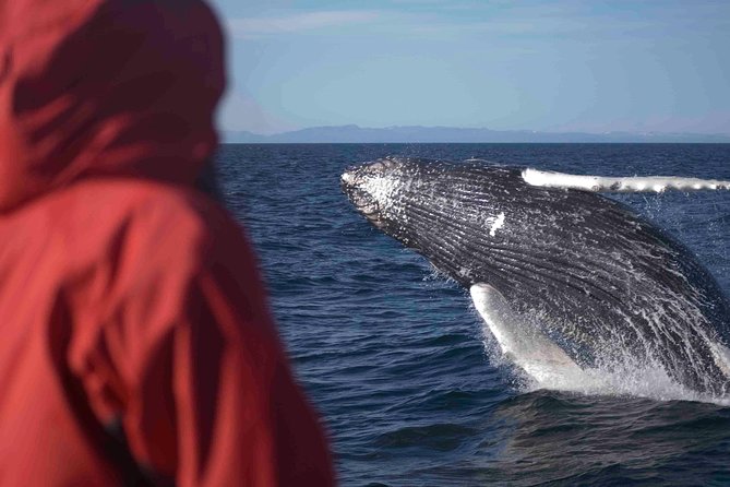 The Original Classic Whale Watching from Reykjavik - Leaving Reykjavik for Faxaflói Bay