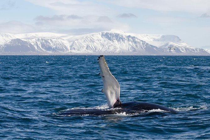 The Original Classic Whale Watching from Reykjavik - Staying warm on an exposed boat