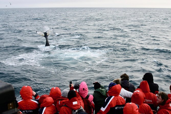 The Original Classic Whale Watching from Reykjavik - Morning or afternoon: choosing your departure