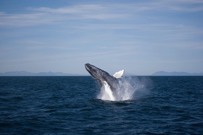 The Original Classic Whale Watching from Reykjavik - The wildlife exhibition and onboard extras