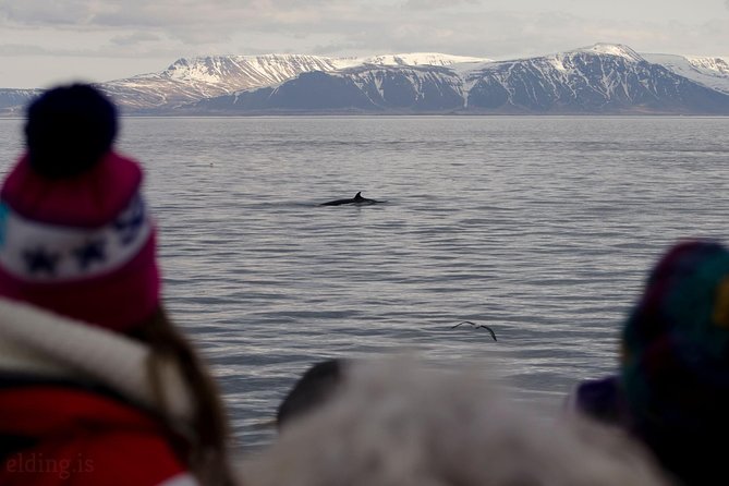 The Original Classic Whale Watching from Reykjavik - Is $105 a fair price?