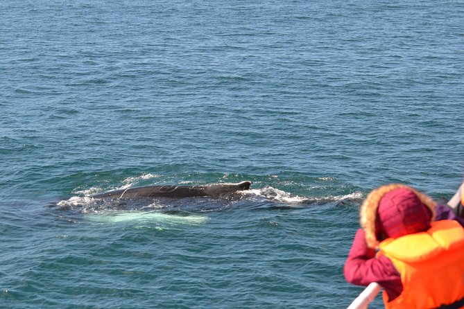 The Original Classic Whale Watching from Reykjavik - Accessibility, cancellation, and practical details