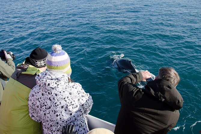 The Original Classic Whale Watching from Reykjavik - What the guide adds to the trip