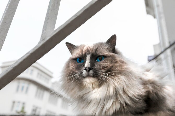 The Reykjavik Cat Walking Tour - What the small group changes
