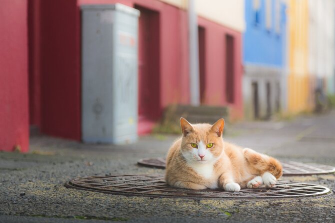 The Reykjavik Cat Walking Tour - Starting at Ingólfstorg and the first cat stories