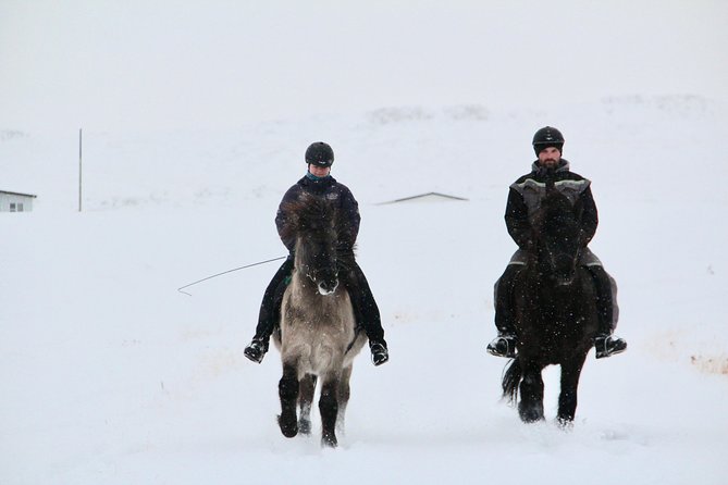 The Viking Horse Riding Experience in North Iceland - The 90-Minute Ride Through North Iceland