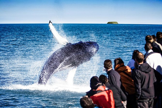 Traditional Oak Ship Whale Watching Tour From Husavik - Humpbacks, dolphins, puffins, and the luck factor