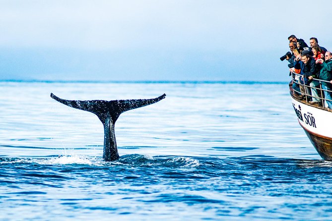 Traditional Oak Ship Whale Watching Tour From Husavik - Why the oak ship adds value