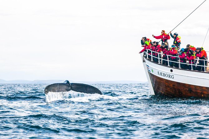 Traditional Oak Ship Whale Watching Tour From Husavik - Staying warm without overpacking