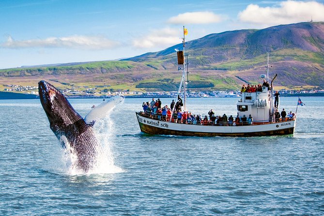Traditional Oak Ship Whale Watching Tour From Husavik - Who will enjoy this cruise most