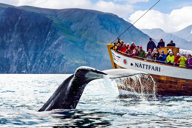 Traditional Oak Ship Whale Watching Tour From Husavik - What happens during the three-hour outing