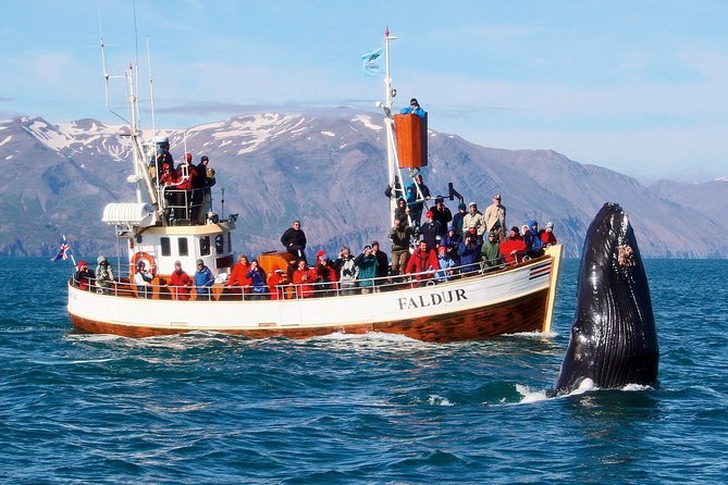 Traditional Whale Watching from Húsavík by Local Family Company - Searching Skjálfandi Bay for Wildlife