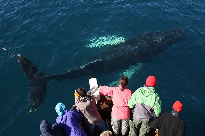 Traditional Whale Watching from Húsavík by Local Family Company - Warm Clothing, Wind, and Sea Conditions