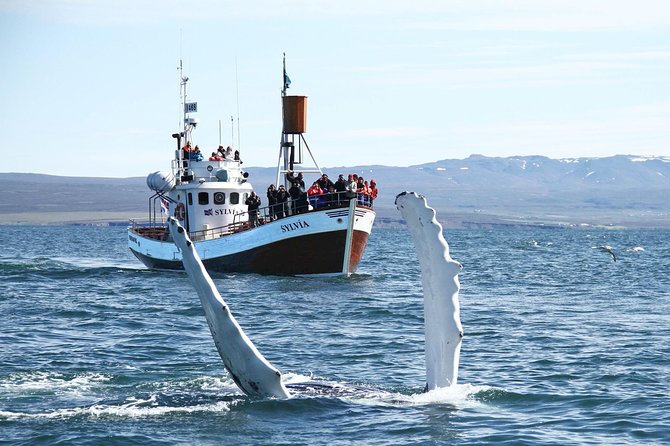 Traditional Whale Watching from Húsavík by Local Family Company - Planning the Day in Húsavík