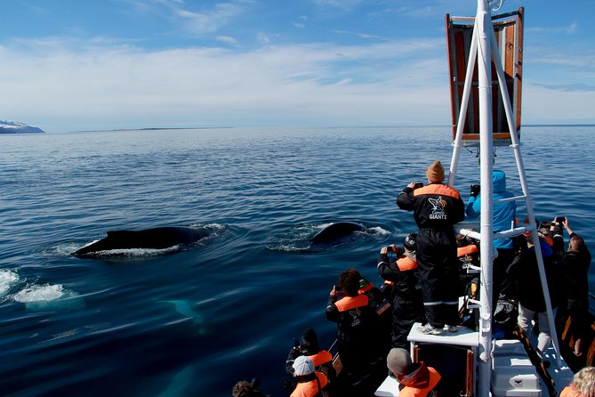 Traditional Whale Watching from Húsavík by Local Family Company - Who Should Book This Traditional Whale Watch?