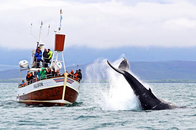 Traditional Whale Watching from Húsavík by Local Family Company - Guides, Commentary, and Whale Watching Skills
