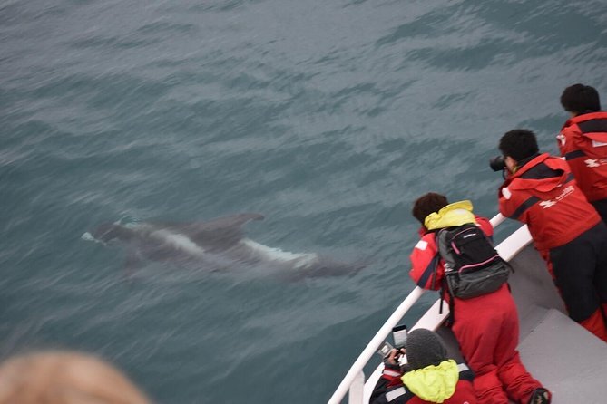 Two-In-One: Whale & Puffin Watching Tours from Reykjavik - Two cruises from Reykjavik, not one long outing