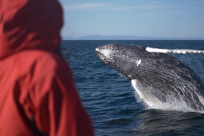 Two-In-One: Whale & Puffin Watching Tours from Reykjavik - Guides, wildlife care, and the feel onboard