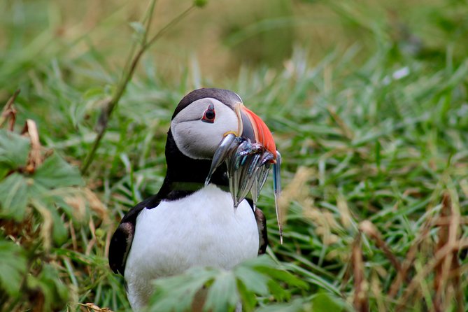 Two-In-One: Whale & Puffin Watching Tours from Reykjavik - Is $140 a good value?