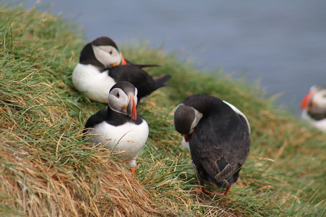 Two-In-One: Whale & Puffin Watching Tours from Reykjavik - Who should book this experience?