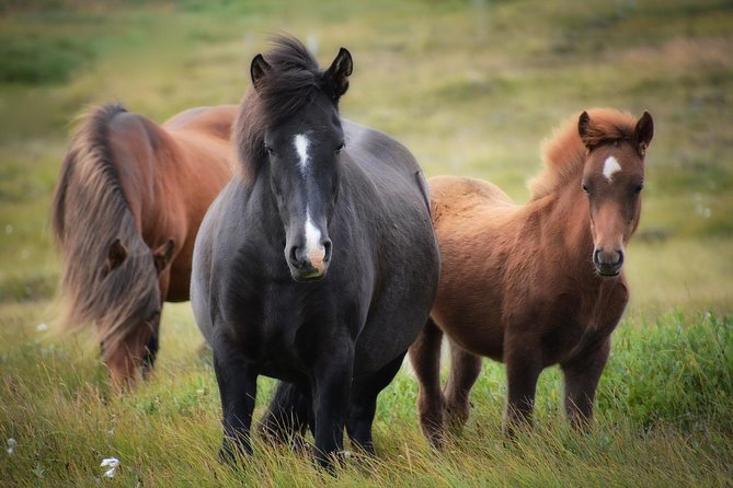 Viking Horse Riding and Golden Circle Tour from Reykjavik - The coach portion is efficient, not leisurely