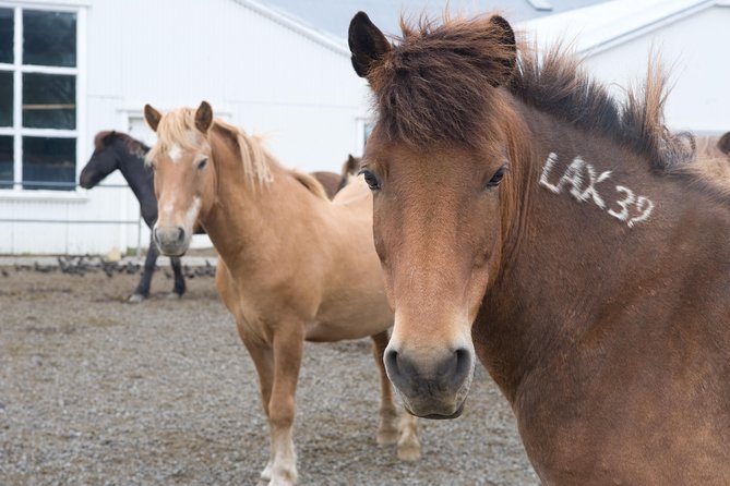Viking Horse Riding and Golden Circle Tour from Reykjavik - What the $213.97 price buys you