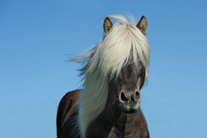Viking Horse Riding and Golden Circle Tour from Reykjavik - Who will enjoy this day most