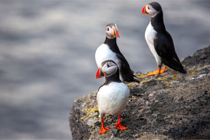 Westman Islands, Volcanoes and Puffins Small Group Tour - Elephant Rock and the island’s most unusual profile