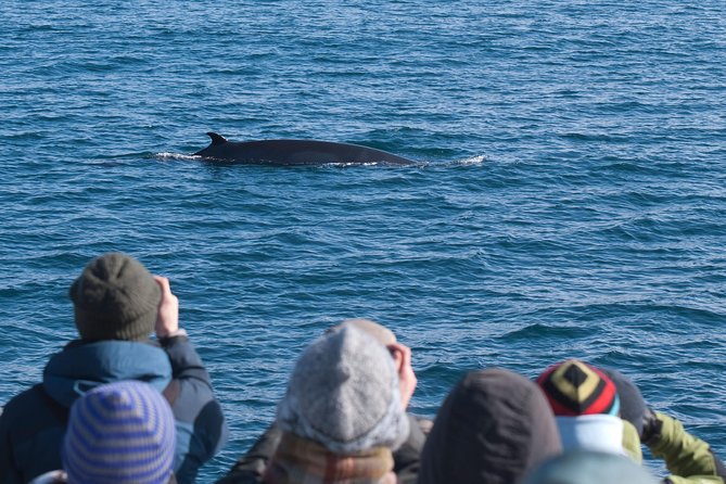 Whale Watching and Golden Circle Tour from Reykjavik - Key points before you book