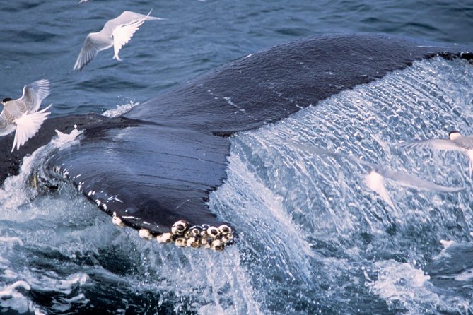 Whale Watching and Golden Circle Tour from Reykjavik - Þingvellir: parliament, fissures, and two continents