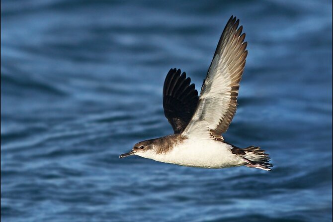 Whale Watching and Marine Life Tour in Reykjavik - Three hours, with some time spent getting there