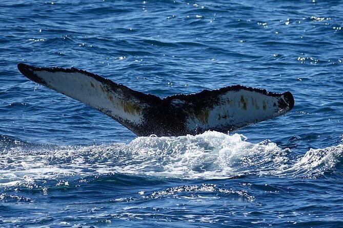 Whale Watching and Marine Life Tour in Reykjavik - Weather, clothing, and comfort