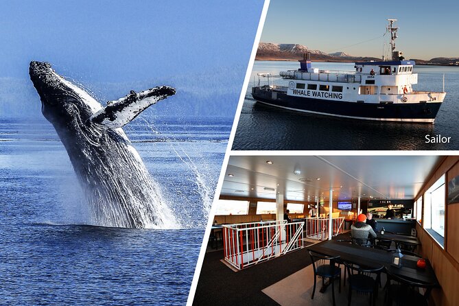 Whale Watching and Marine Life Tour in Reykjavik - Photography, Wi-Fi, and the value of the outing