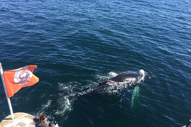 Whale Watching and Northern Lights Half-Day Combo Tour - Two Reykjavik boat trips, not one long cruise