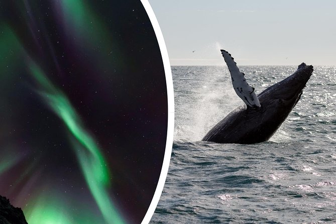 Whale Watching and Northern Lights Half-Day Combo Tour - The long pause between the two departures