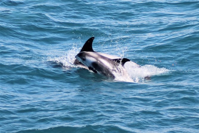 Whale Watching and Northern Lights Half-Day Combo Tour - Who should book this combo