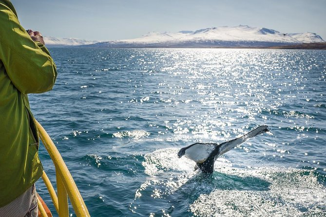 Whale Watching and Sea Angling Tour - Why Hauganes is a good whale-watching base