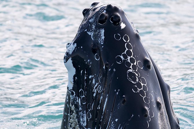 Whale Watching and Sea Angling Tour - What you may see in the first hour